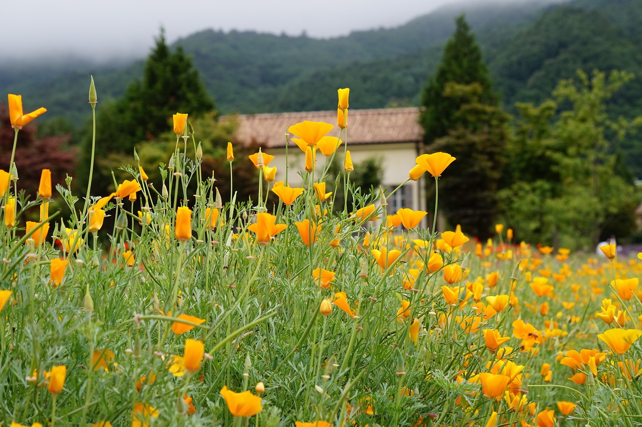 宝博吐鲁番政府购买服务平台